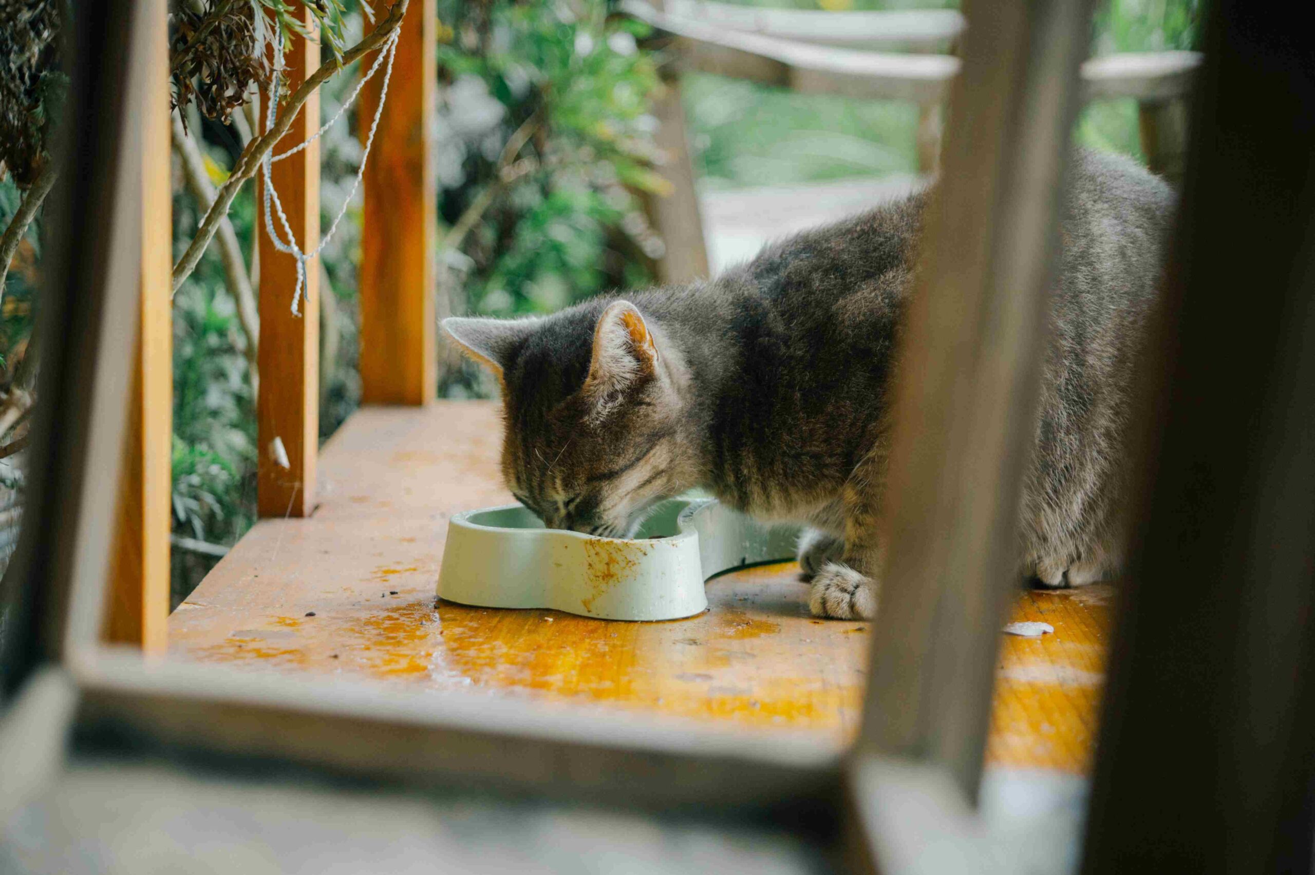 when to use cat joint supplements for optimal feline mobility