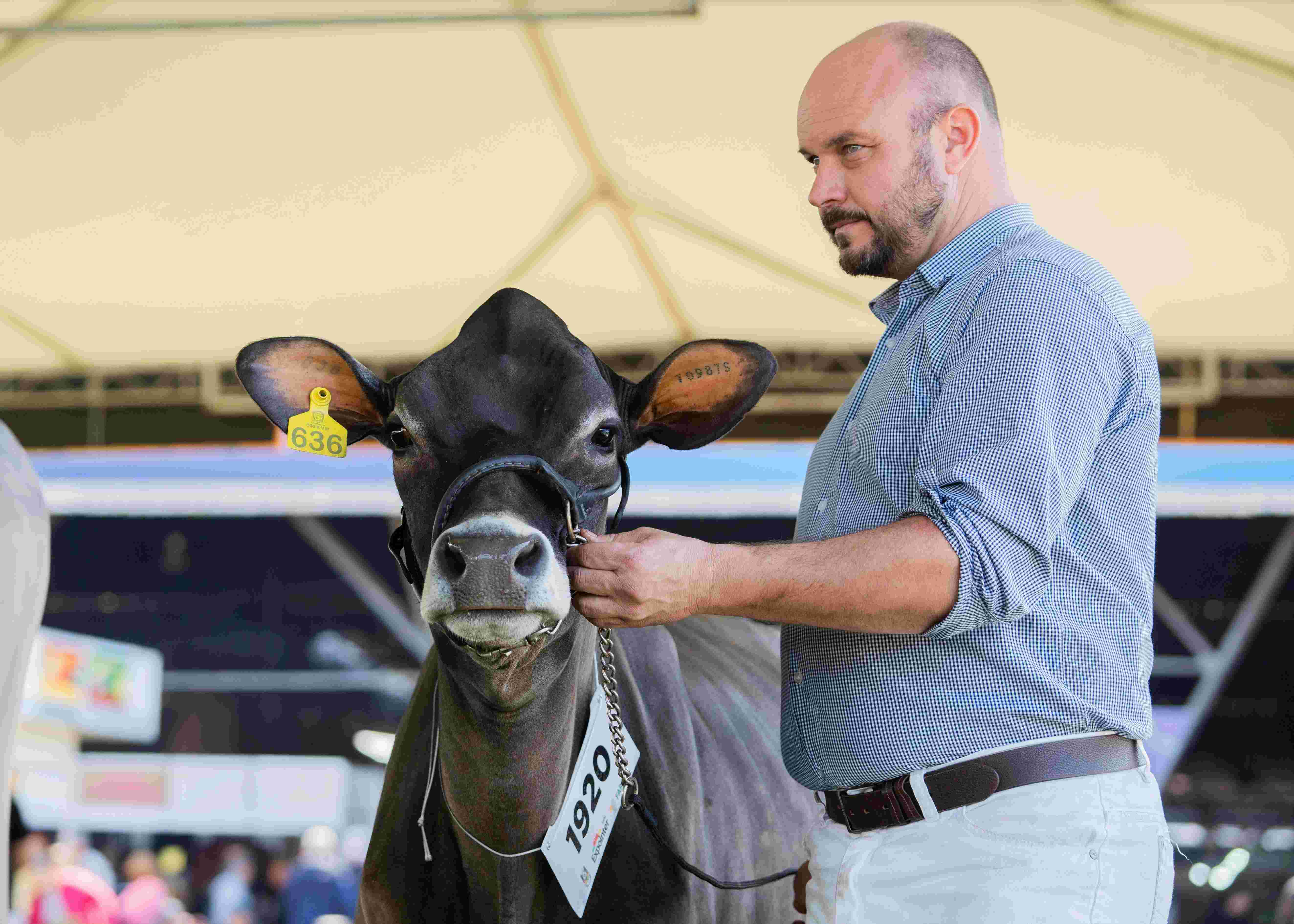 when to start show cattle supplements for optimal conditioning