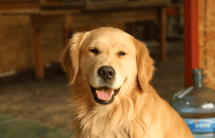 when should you start giving collagen to a dog with hip dysplasia?