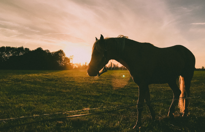 managing splint bone injuries in horses: can collagen support healing?